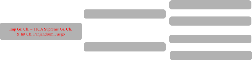 Imp Gr. Ch. ~ TICA Supreme Gr. Ch. & Int Ch. Panjandrum Fuego