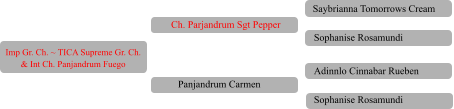 Imp Gr. Ch. ~ TICA Supreme Gr. Ch. & Int Ch. Panjandrum Fuego Ch. Parjandrum Sgt Pepper Panjandrum Carmen Saybrianna Tomorrows Cream Sophanise Rosamundi Adinnlo Cinnabar Rueben Sophanise Rosamundi