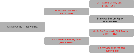 Atakad Ablaze ( 13c5 ~ SBId) Ch. Panzalia Dandelyon  ( 13c7 ~ SBIe)  Gr. Ch. Mlyward Evening Glow  (13c5 ~ SBId)  Ch. Panzalia Bellboy Ben  ( 13c2 ~ SBIa)  Bambakee Belmont Poppy  (13c5 ~ SBId)  Uk. Gr. Ch. Rhunacraig Chilli Pepper  ( 13c5 ~ SBId)  Ch. Mlyward Titian Princess  ( 13c5 ~ SBId)