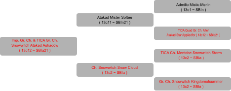 Imp. Gr. Ch. & TICA Gr. Ch. Snowwitch Atakad Ashadow ( 13c12 ~ SBIa21 ) Atakad Mister Softee  ( 13c11 ~ SBIn21 ) Ch. Snowwitch Snow Cloud  ( 13c2 ~ SBIa ) Admillo Mistic Merlin  ( 13c1 ~ SBIn ) TICA Quad Gr. Ch. Alter  Atakad Star Appliedfor ( 13c12 ~ SBIa21 ) TICA Ch. Mentobe Snowwitch Storm  ( 13c2 ~ SBIa ) Gr. Ch. Snowwitch Kingdomofsummer  ( 13c2 ~ SBIa )