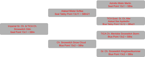 Imperial Gr. Ch. & TICA Ch.  Snowwitch Odin Seal Point 13c1 ~ SBIn Atakad Mister Softee Seal Tabby Point 13c11 ~ SBIn21 Ch. Snowwitch Snow Cloud Blue Point 13c2 ~ SBIa Admillo Mistic Merlin Seal Point 13c1 ~ SBIa TICA Quad. Gr. Ch. Alter Atakad Star Appliedfor Blue Tabby Point 13c12 ~ SBIa21 TICA Ch. Mentobe Snowwitch Storm Blue Point 13c2 ~ SBIa Gr. Ch. Snowwitch Kingdowofsummer Blue Point 13c2 ~ SBIa