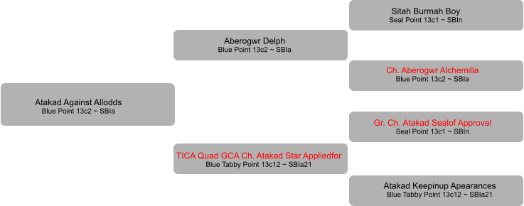 Atakad Against Allodds Blue Point 13c2 ~ SBIa TICA Quad GCA Ch. Atakad Star Appliedfor Blue Tabby Point 13c12 ~ SBIa21 Aberogwr Delph Blue Point 13c2 ~ SBIa Sitah Burmah Boy Seal Point 13c1 ~ SBIn Ch. Aberogwr Alchemilla Blue Point 13c2 ~ SBIa Gr. Ch. Atakad Sealof Approval Seal Point 13c1 ~ SBIn    Atakad Keepinup Apearances Blue Tabby Point 13c12 ~ SBIa21