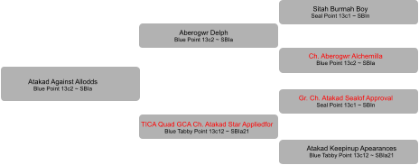 Atakad Against Allodds Blue Point 13c2 ~ SBIa TICA Quad GCA Ch. Atakad Star Appliedfor Blue Tabby Point 13c12 ~ SBIa21 Aberogwr Delph Blue Point 13c2 ~ SBIa Sitah Burmah Boy Seal Point 13c1 ~ SBIn Ch. Aberogwr Alchemilla Blue Point 13c2 ~ SBIa Gr. Ch. Atakad Sealof Approval Seal Point 13c1 ~ SBIn    Atakad Keepinup Apearances Blue Tabby Point 13c12 ~ SBIa21