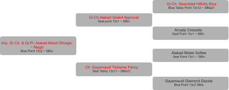 Imp. Gr Ch. & Gr.Pr. Atakad Akind Ofmagic  ~ Magic Blue Point 13c2 ~ SBIa Gr.Ch.Atakad Sealof Approval  Seal point 13c1 ~ SBIn Ch. Gayemaudi Tickleme Fancy Seal Tabby 13c11 ~ SBIn21 Gr.Ch. Shandatal Hillbilly Blue  Blue Tabby Point 13c12 ~ SBIa21 Arcady Cressida  Seal Point 13c1 ~ SBIn Atakad Mister Softee Seal Point 13c1 ~ SBIn Gayemaudi Diamond Dazzle Blue Point 13c2 SBIa