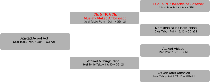 Atakad Acool Act Seal Tabby Point 13c11 ~ SBIn21 Ch. & TICA Ch.  Musrafy Atakad Ambassador Seal Tabby Point 13c11 ~ SBIn21 Atakad Allthings Nice Seal Tortie Tabby 13c16 ~ SBIf21 Gr.Ch. & Pr. Shwechinthe Shwenat Chocolate Point 13c3 ~ SBIb Narakkha Blues Bella Baba Blue Tabby Point 13c12 ~ SBIa21 Atakad Ablaze Red Point 13c5 ~ SBId Atakad After Afashion Seal Tabby Point 13c11 ~ SBIn21