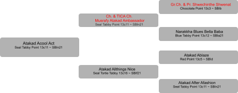 Atakad Acool Act Seal Tabby Point 13c11 ~ SBIn21 Ch. & TICA Ch.  Musrafy Atakad Ambassador Seal Tabby Point 13c11 ~ SBIn21 Atakad Allthings Nice Seal Tortie Tabby 13c16 ~ SBIf21 Gr.Ch. & Pr. Shwechinthe Shwenat Chocolate Point 13c3 ~ SBIb Narakkha Blues Bella Baba Blue Tabby Point 13c12 ~ SBIa21 Atakad Ablaze Red Point 13c5 ~ SBId Atakad After Afashion Seal Tabby Point 13c11 ~ SBIn21