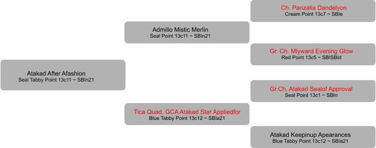 Atakad After Afashion Seal Tabby Point 13c11 ~ SBIn21 Admillo Mistic Merlin Seal Point 13c11 ~ SBIn21 Tica Quad. GCA Atakad Star Appliedfor  Blue Tabby Point 13c12 ~ SBIa21  Ch. Panzalia Dandelyon Cream Point 13c7 ~ SBIe Gr. Ch. Mlyward Evening Glow Red Point 13c5 ~ SBISBId Gr.Ch. Atakad Sealof Approval Seal Point 13c1 ~ SBIn Atakad Keepinup Apearances Blue Tabby Point 13c12 ~ SBIa21