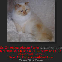 Gr. Ch. Atakad Afuture Flame (red point 13c5 ~ SBId) Sire : Imp Gr.- Ch. Int Ch. - TICA Supreme Gr. Ch. Panjandrum Fuego ~  Dam : Ch. Carrismoon Atakad Astar Owner Gina Rymer