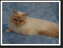Custard was a Cream Point 13c7. She was Sired by Ch Panzalia Dandelyon (Cream point 13c7) out of Panjandrum Tosca (Blue Tortie point 13c8). Custard was born on 28th December 2004