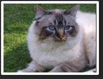 Bass was a Seal Tabby Point (13c11) He was sired by Uk. & Imperial Gr.Ch. & Pr.Shwechinthe Shwenat (13c3) out of Narakkha Blues Bella Babe (13c12) "Bass" was also TICA 2011 / 12 second best Seal Lynx (tabby) Point / Gloved Birman of the year