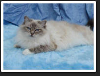 Krystal was a Blue Tabby Point 13c12. She was Sired by Gr.Ch. Atakad Sealof Approval (Seal Point 13c1) out of Atakad Keepinup Apearances (Blue Tabby Point 13c12).