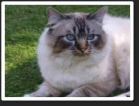 Bass was a Seal Tabby Point (13c11) He was sired by Uk. & Imperial Gr.Ch. & Pr.Shwechinthe Shwenat (13c3) out of Narakkha Blues Bella Babe (13c12) "Bass" was also TICA 2011 / 12 second best Seal Lynx (tabby) Point / Gloved Birman of the year