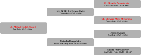 Ch. Atakad Redall Aboutit Red Point 13c5 ~ SBId Imp Gr Ch. Lachmere Kieko Cream Point 13c7 ~ SBIe Atakad Allthings Nice Seal Tortie Tabby Point 13c16 ~ SBIf21 Ch. Sucette Pussinboots Chocolate Point 13c3 ~ SBIb Ch. Mylward Molly Mlykshake Cream Point 13c7 ~ SBIe Atakad Ablaze Red Point 13c5 ~ SBId Atakad After Afashion Seal Tabby Point 13c11 ~ SBIn21