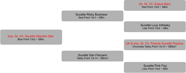 Imp. Gr. Ch. Sucette Wandrin Star Blue Point 13c2 ~ SBIa Sucette Lucy Inthesky Lilac Point 13c4 ~ SBIc Uk. Gr. Ch. Esaya Mars Red Point 13c5 ~ SBId UK & Imp. Gr. Ch. Felonie Sucette Playboy Chocolate Tabby Point 13c13 ~ SBIb21    Sucette Pink Fizz Lilac Point 13c4 ~ SBIc Sucette Risky Business Seal Point 13c1 ~ SBIn Sucette San Fairyann Tabby Point 13c14 ~ SBIc21