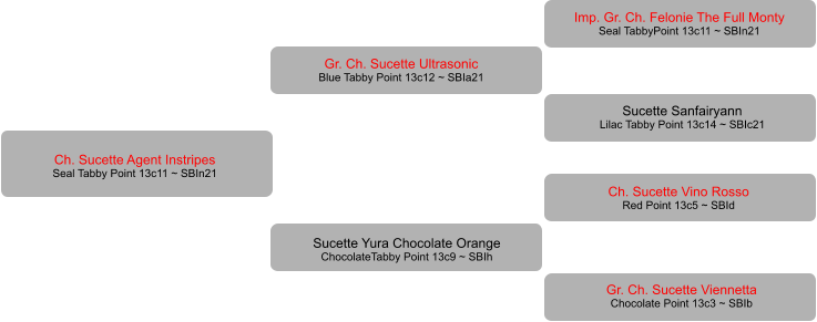 Ch. Sucette Agent Instripes Seal Tabby Point 13c11 ~ SBIn21 Sucette Sanfairyann Lilac Tabby Point 13c14 ~ SBIc21 Imp. Gr. Ch. Felonie The Full Monty Seal TabbyPoint 13c11 ~ SBIn21 Ch. Sucette Vino Rosso Red Point 13c5 ~ SBId    Gr. Ch. Sucette Viennetta Chocolate Point 13c3 ~ SBIb Gr. Ch. Sucette Ultrasonic Blue Tabby Point 13c12 ~ SBIa21 Sucette Yura Chocolate Orange ChocolateTabby Point 13c9 ~ SBIh