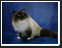 Imp. Gr. Ch. & TICA Ch. Snowwitch Odin ~ Odin