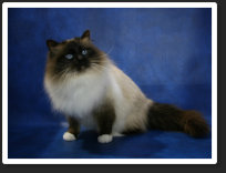 Imp. Gr. Ch. & TICA Ch. Snowwitch Odin ~ Odin