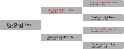 Uk. Gr. Ch. Sylfox Robernt Blue Point 13c2 ~ SBIa  Catendresse Marietta Miola Seal Point 13c1 ~ SBIn Gr. Ch. Laurant Kubla Khan Blue Point 13c2 ~ SBIa Goldenrayn April Dawn Seal Point 13c1 ~ SBIn Ch. Panzalia Scrumpy Jack Blue Point 13c2 ~ SBIa 	 Catendresse Perce Niege Seal Point 13c1 ~ SBIn	 Esaya Kirstavin Rioya Red Point 13c5 ~ SBId