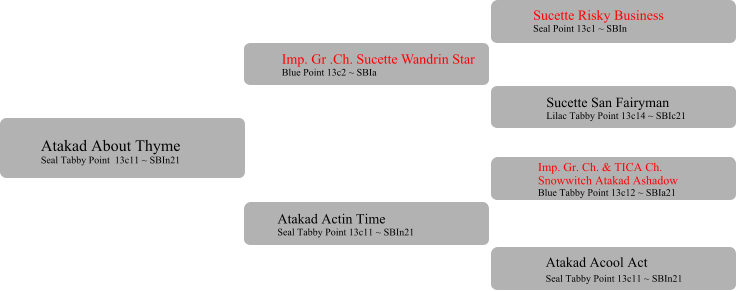 Imp. Gr .Ch. Sucette Wandrin Star Blue Point 13c2 ~ SBIa  Atakad Actin Time Seal Tabby Point 13c11 ~ SBIn21 Sucette Risky Business Seal Point 13c1 ~ SBIn Sucette San Fairyman Lilac Tabby Point 13c14 ~ SBIc21 Imp. Gr. Ch. & TICA Ch.  Snowwitch Atakad Ashadow Blue Tabby Point 13c12 ~ SBIa21 	 Atakad Acool Act Seal Tabby Point 13c11 ~ SBIn21	 Atakad About Thyme Seal Tabby Point  13c11 ~ SBIn21