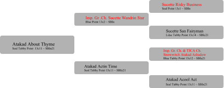 Imp. Gr .Ch. Sucette Wandrin Star Blue Point 13c2 ~ SBIa  Atakad Actin Time Seal Tabby Point 13c11 ~ SBIn21 Sucette Risky Business Seal Point 13c1 ~ SBIn Sucette San Fairyman Lilac Tabby Point 13c14 ~ SBIc21 Imp. Gr. Ch. & TICA Ch.  Snowwitch Atakad Ashadow Blue Tabby Point 13c12 ~ SBIa21 	 Atakad Acool Act Seal Tabby Point 13c11 ~ SBIn21	 Atakad About Thyme Seal Tabby Point  13c11 ~ SBIn21