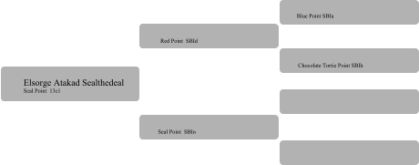 Red Point  SBId   Seal Point  SBIn   Blue Point SBIa     Chocolate Tortie Point SBIh Elsorge Atakad Sealthedeal Seal Point  13c1