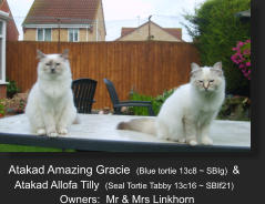 Atakad Amazing Gracie  (Blue tortie 13c8 ~ SBIg)  &  Atakad Allofa Tilly  (Seal Tortie Tabby 13c16 ~ SBIf21)   Owners:  Mr & Mrs Linkhorn