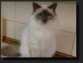 Gr. Ch. Kittah Atakad Hebe