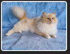 Ch. Sucette Wandrin Star ~ Marvin